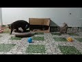 Hilarious Cats and Dogs😹🐶Funniest Animals 2024😹#19