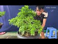 Hữu Huệ 7/8 #0366104551 lô bonsai dáng đẹp Mai Chiếu Thủy, Linh Sam, Nguyệt Quế, Tùng Vạn Niên