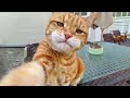 Laugh all day with these funny cat videos! Funny Cats 2024