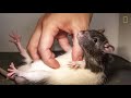 See What Happens When You Tickle a Rat | National Geographic