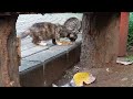 these cats come suddenly, begging and asking for food