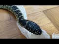 Male kingsnake reacts to shed of female (Αρσενικό βασιλικόφιδο αντιδρά σε δέρμα θηλυκού)