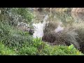 Going to my pond at my house #water #lake #house #shorts #video #nature #tree #plants #grass