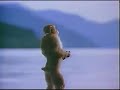 monkey with guts theme