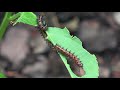 4 Variegated Fritillary Caterpillars eating Passionflower Vine leaves; Alexandria, Va; Aug 13, 2019