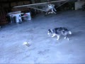 RC helicopter & Collie dog whirl