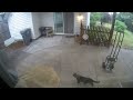 KiKi Panther wanders by a Squirrel in passing one morning! (mMc 2590)