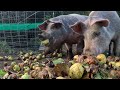 The Simple Joy of Farm Life