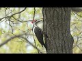 2023 Pileated Woodpecker