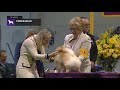 Pomeranians | Breed Judging 2019