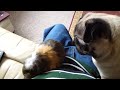 Pug meets Guinea Pig