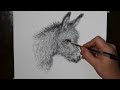 How to Draw a Cute Baby Donkey