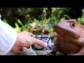 Ginkgo teacup mini bonsai Wrapping it around with wire 【Bonsai diary 6/23】ginkgo biloba how to DIY