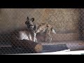 African Wild Dog Training Session at Denver Zoo