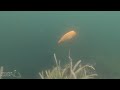 Underwater Video of Spawning Zebra Tilapia Cichlids In South Florida