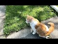 Crazy cute cat’s daily routine,