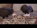 California Raptor Center Turkey Vulture Training - a7S iii
