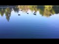 Duck Sounds - Curious ducks talking