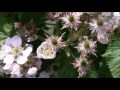 ШМЕЛИ ЦВЕТЫ  | Волшебный МИР звуков | Bumblebee Fleurs