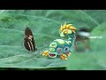 ALL WUBLINS in Real Life My Singing Monsters | Part 3 (final part) | MSM |