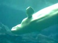 Beluga Whale III