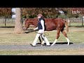 Inglis Weanling Seminar, 12 June 2024