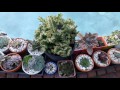 Succulents Winter 2017 - 1