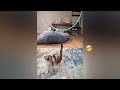 Funny Dogs And Cats Videos 2023 🤤 - Best Funniest Animal Videos Of The Month #26