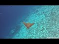 Maldives - Snorkeling in Vilamendhoo Island