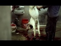 Sacrifice - A Slaughterhouse Documentary