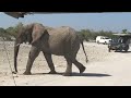 Elephants at the  safari