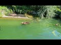 Daddy Bear and mummy bear swimming in Switzerland