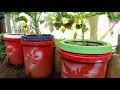 How I Grow Kale In A Paint Bucket At Home - Grow Kale From Seeds