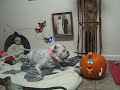 Funny Bulldog Howling Haunted Possesed Halloween