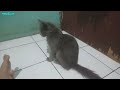 kitten lucu, si grey lagi kena flu#kucingjalanan #kitten