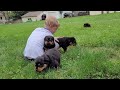 Cutest Rottweiler Puppies Ever!!!