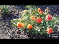 ТРОЯНДА СУПЕР ТРУПЕР  ФЛОРІБУНДА 2024 РІК FLORIBUNDA SUPER TROOPER ROSE