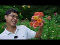 Making Zinnia Bouquets for Flower Farm Stand, Garden Tour & Tips