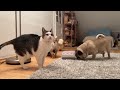 Pugs and cats playtime