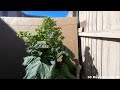 Nicotiana Rustica Time Lapse