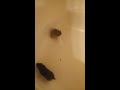 Three Hamsters in a Tub(Vlog)