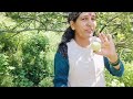 Apple harvesting session🍎🍎 Himachal Pradesh (Shimla)