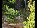 Anna's Hummingbird at water fountain July 15, 2024