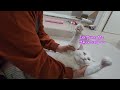 코코 쭉쭉이 #똑똑한 #beautiful #whitecat #cute #funny #happylife #귀여운