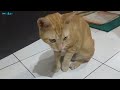 kucing cute, cimot habis makan pasti minta bercanda#kucinglovers #kucingjalanan