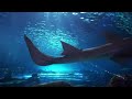 The Best 4K Aquarium for Relaxation 🐠 Relaxing Oceanscapes - Sleep Meditation 4K UHD Screensaver