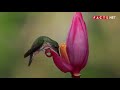 Hummingbird Facts And More About The Smallest Bird Species