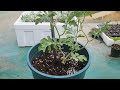 먹고남은 애플수박 씨앗으로 애플수박 집에서 화분으로 키우기. how to grow apple watermelon with leftover seed at home pot.