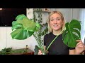 How to Propagate a Monstera | The RIGHT Way to Cut Your Monstera Leaves and Grow Roots in Water