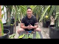 How to Prepare Dragon Fruit Cuttings to Root Successfully